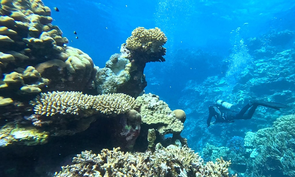 foto Ales Sulic SUBNET DIVING Tropical Corals and Sea Animals