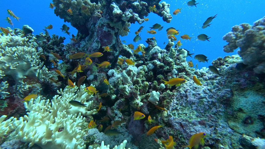 foto Ales Sulic SUBNET DIVING Tropical Corals and Sea Animals
