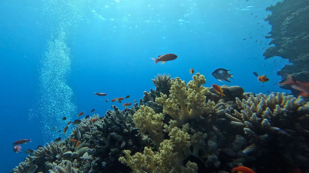 foto Ales Sulic SUBNET DIVING Tropical Corals and Sea Animals