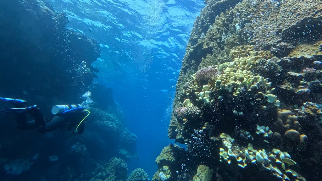 foto Ales Sulic SUBNET DIVING Tropical Corals and Sea Animals