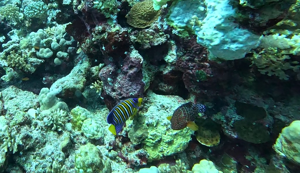 THREADFIN BUTTERFLYFISH
EGYPT SUBNET DIVING
FOTO ALEŠ SULIČ 
GALLERY OF FISH AND CORALS