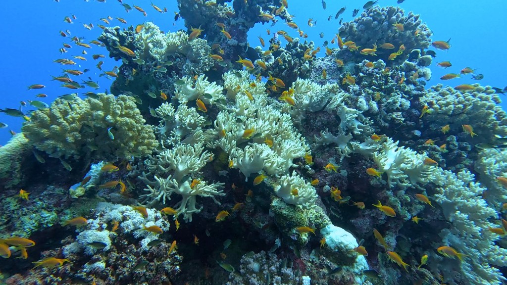 foto Ales Sulic SUBNET DIVING Tropical Corals and Sea Animals