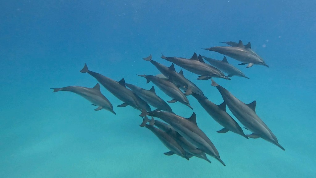 SPINNER DOLPHIN NEW PHOTOS
DOLPHINS PLAYING EGYPTH MARSA ALAM
SUBNET DIVING TRAVEL AGENCY
SEA ANIMALS GALLERY