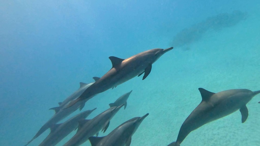 SPINNER DOLPHIN NEW PHOTOS
DOLPHINS PLAYING EGYPTH MARSA ALAM
SUBNET DIVING TRAVEL AGENCY
SEA ANIMALS GALLERY