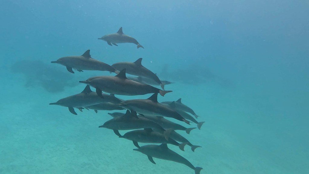 SPINNER DOLPHIN NEW PHOTOS
DOLPHINS PLAYING EGYPTH MARSA ALAM
SUBNET DIVING TRAVEL AGENCY
SEA ANIMALS GALLERY