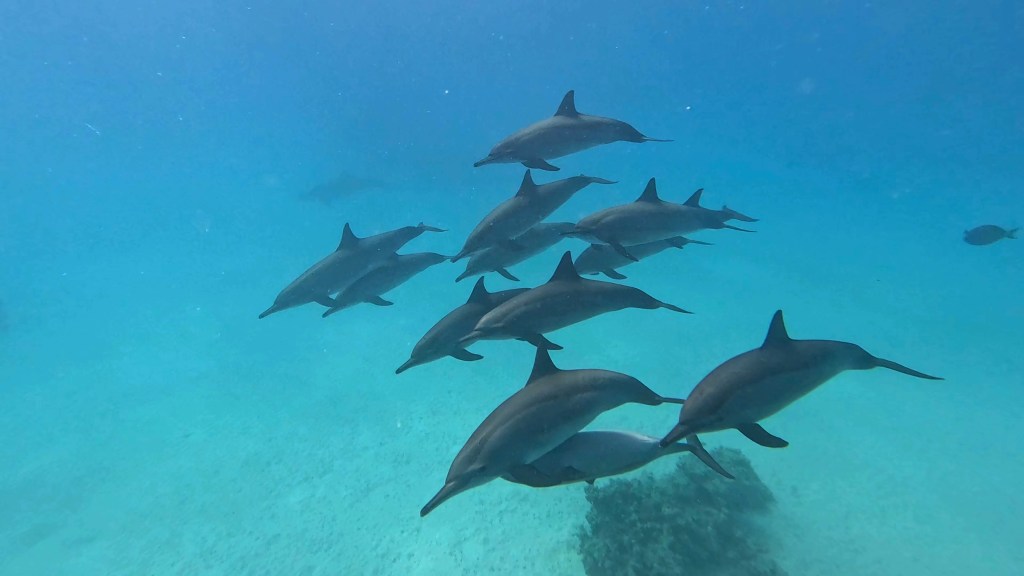 SPINNER DOLPHIN NEW PHOTOS
DOLPHINS PLAYING EGYPTH MARSA ALAM
SUBNET DIVING TRAVEL AGENCY
SEA ANIMALS GALLERY