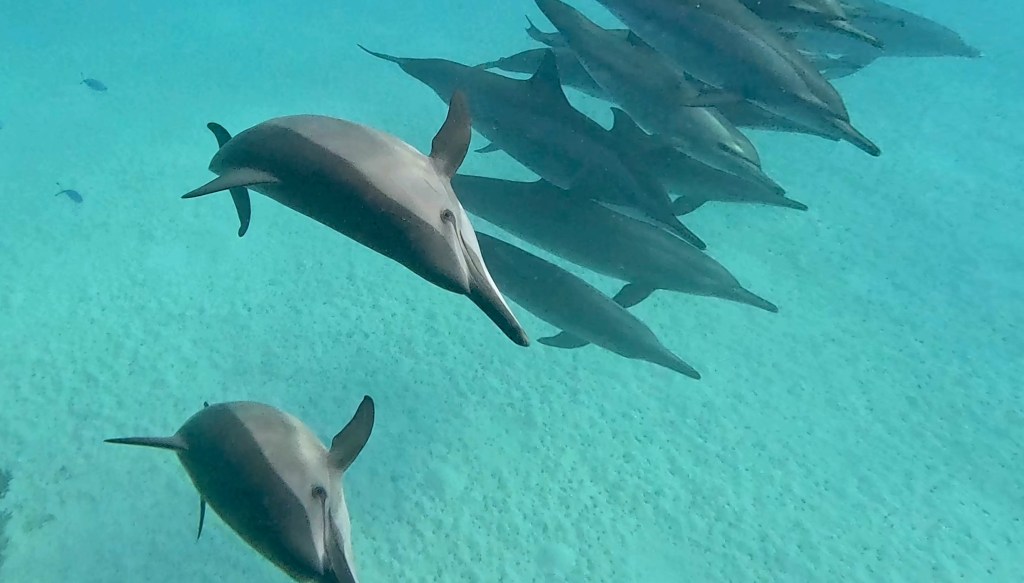 SPINNER DOLPHIN NEW PHOTOS
DOLPHINS PLAYING EGYPTH MARSA ALAM
SUBNET DIVING TRAVEL AGENCY
SEA ANIMALS GALLERY