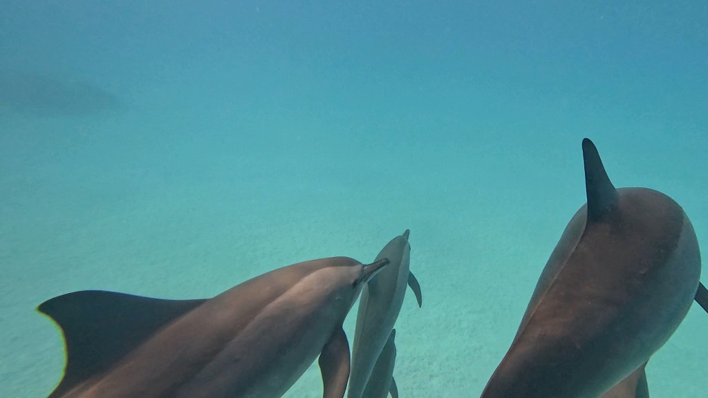 SPINNER DOLPHIN NEW PHOTOS
DOLPHINS PLAYING EGYPTH MARSA ALAM
SUBNET DIVING TRAVEL AGENCY
SEA ANIMALS GALLERY