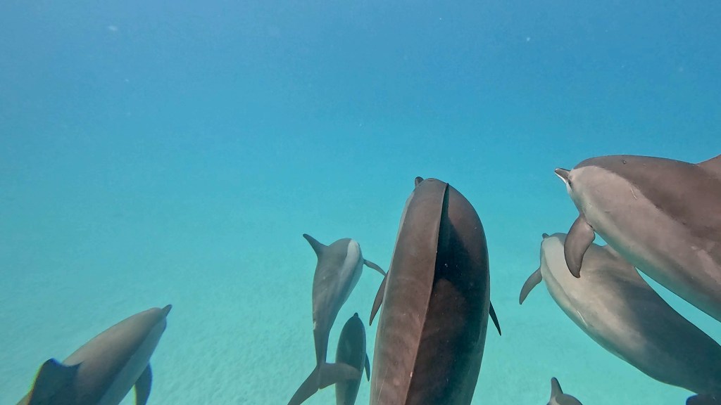 SPINNER DOLPHIN NEW PHOTOS
DOLPHINS PLAYING EGYPTH MARSA ALAM
SUBNET DIVING TRAVEL AGENCY
SEA ANIMALS GALLERY