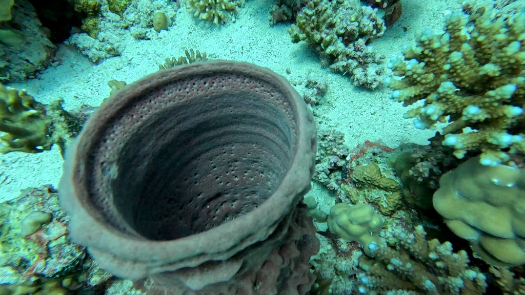 foto Ales Sulic SUBNET DIVING Tropical Corals and Sea Animals