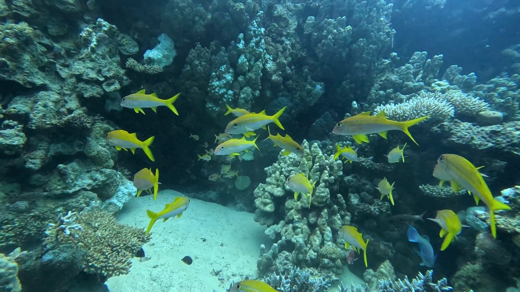 Yellow Goatfish - lat. Mulloidichthys martinicus - Rumeni kozliček
YELLOW GOATFISH EGYPT PHOTOS
bonaire photos diving foto As
foto Ales Sulic SUBNET DIVING Tropical Corals and Sea Animals