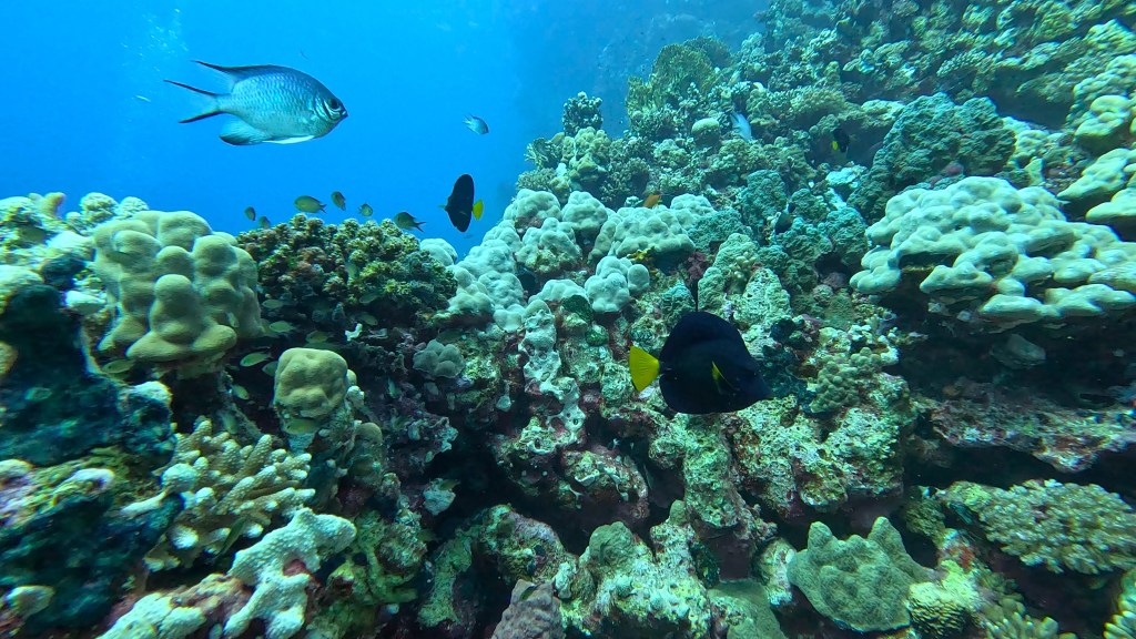 YELLOWTAIL SOURGEON FISH
FOTO ALEŠ SULIČ
SUBNET DIVING