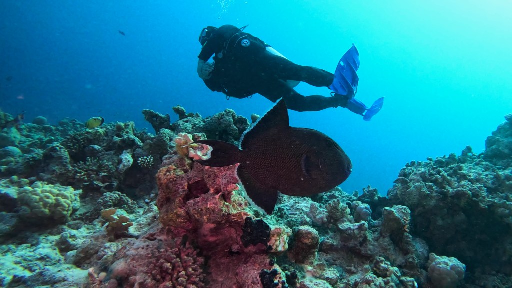Redtoothed Triggerfish - Odonus niger - Rdečozoba balestra