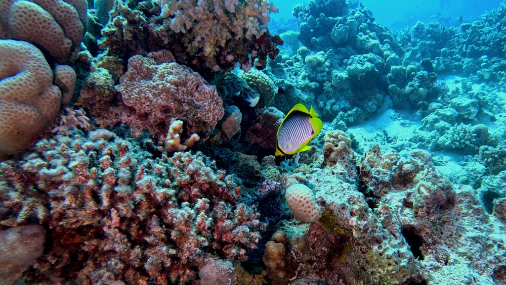 BLACK BACKED BUTTERFLY FISH