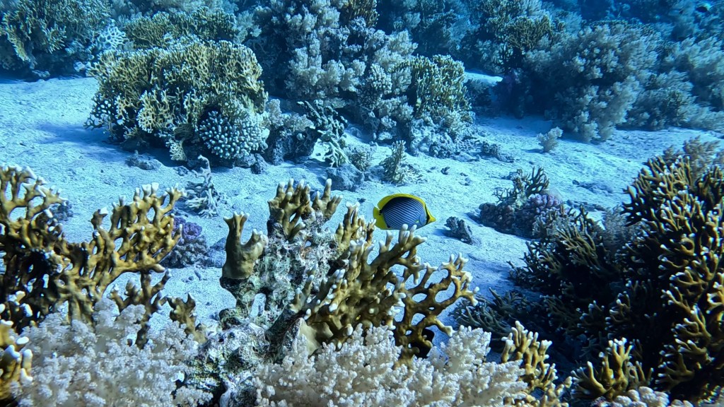 BLACK BACKED BUTTERFLY FISH