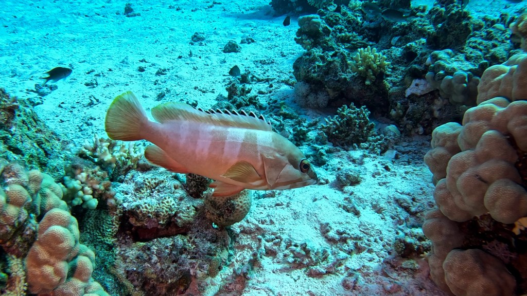 BLACK TIPED GROUPER 2 RED SEA FISH foto Aleš Sulič