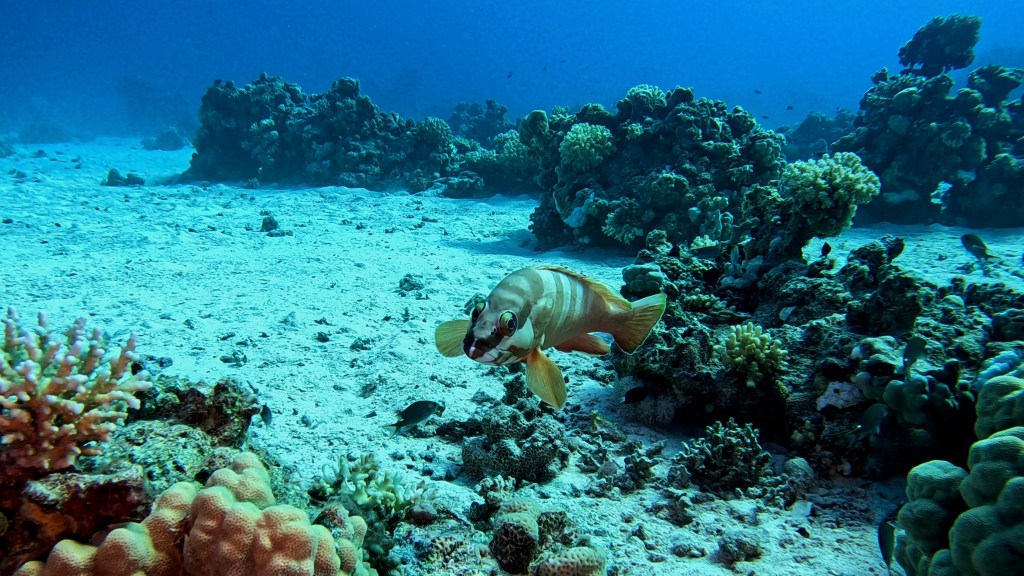 BLACK TIPED GROUPER 2 RED SEA FISH foto Aleš Sulič
