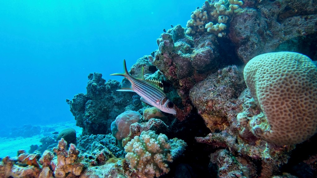 BLOOD SPOT SQUIRRELFISH  slender RED SEA FISH foto Aleš Sulič