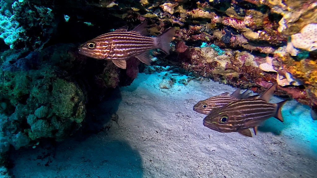 BLOOD SPOT SQUIRRELFISH  slender RED SEA FISH foto Aleš Sulič