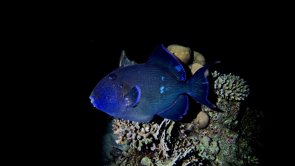 Redtoothed Triggerfish - Odonus niger - Rdečozoba balestra
BLUE TRIGGER fish RED SEA FISH foto Aleš Sulič.jpeg