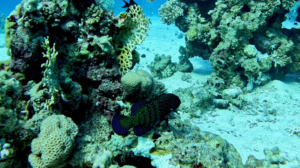 BLUESPOTTED GROUPER 4 RED SEA FISH foto Aleš Sulič