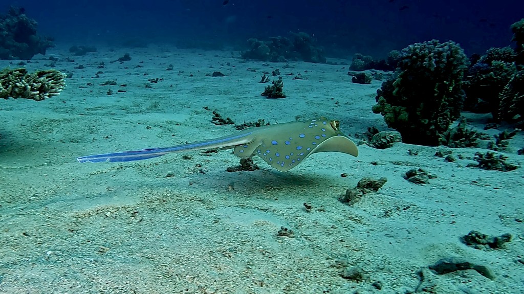 Blue Spotted Stingray - Taeniura lymma - Modro pikčasti morski bič 
BLUESPOTTED STINGRAY 2 RED SEA FISH foto Aleš Sulič
