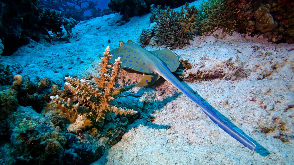 Blue Spotted Stingray - Taeniura lymma - Modro pikčasti morski bič
 BLUESPOTTED STINGRAY 2 RED SEA FISH foto Aleš Sulič