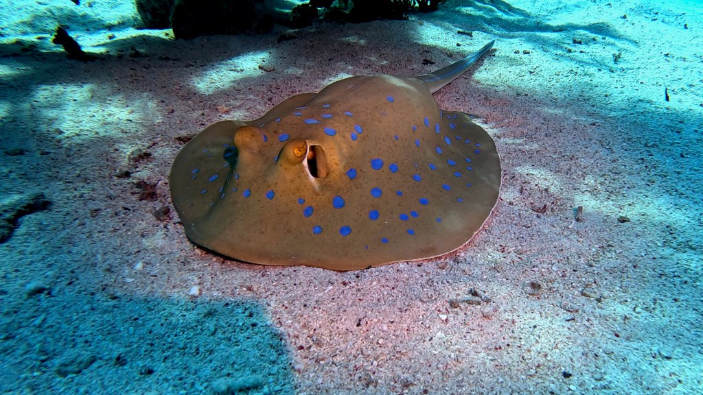 Blue Spotted Stingray - Taeniura lymma - Modro pikčasti morski bič 
BLUESPOTTED STINGRAY 2 RED SEA FISH foto Aleš Sulič
