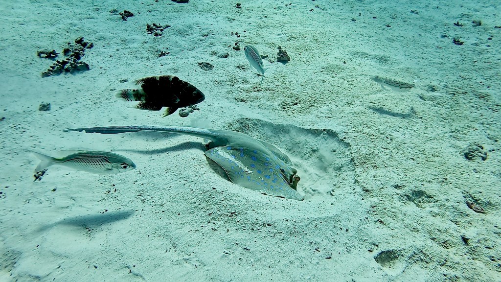 Blue Spotted Stingray - Taeniura lymma - Modro pikčasti morski bič