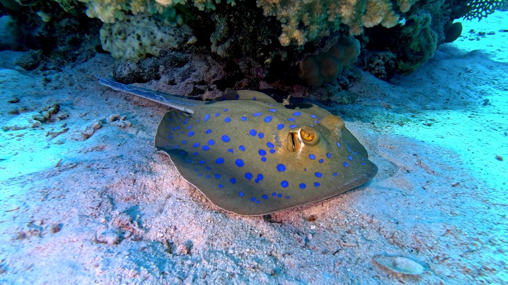 Blue Spotted Stingray - Taeniura lymma - Modro pikčasti morski bič 
BLUESPOTTED STINGRAY 2 RED SEA FISH foto Aleš Sulič
