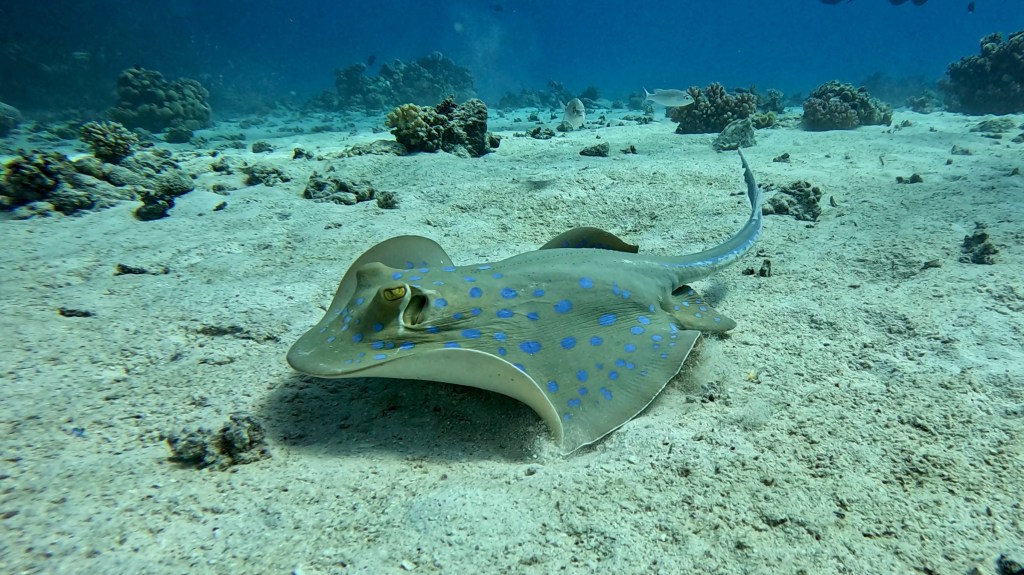 Blue Spotted Stingray - Taeniura lymma - Modro pikčasti morski bič 
BLUESPOTTED STINGRAY 2 RED SEA FISH foto Aleš Sulič