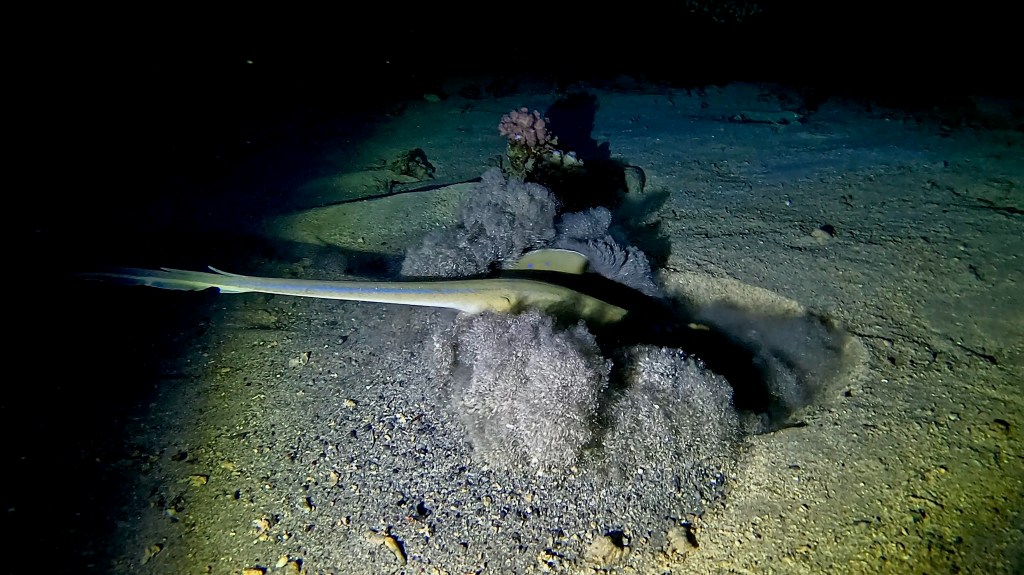 Blue Spotted Stingray - Taeniura lymma - Modro pikčasti morski bič