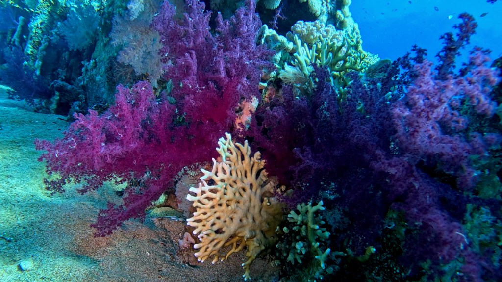 foto Ales Sulic SUBNET DIVING Tropical Corals and Sea Animals