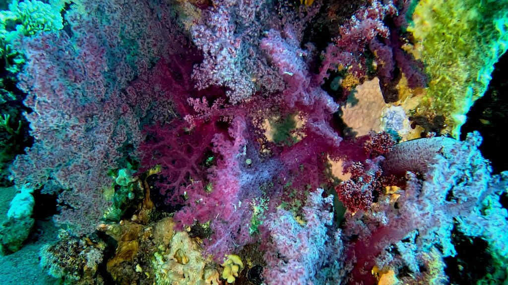 foto Ales Sulic SUBNET DIVING Tropical Corals and Sea Animals