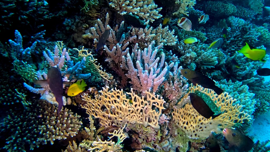 foto Ales Sulic SUBNET DIVING Tropical Corals and Sea Animals