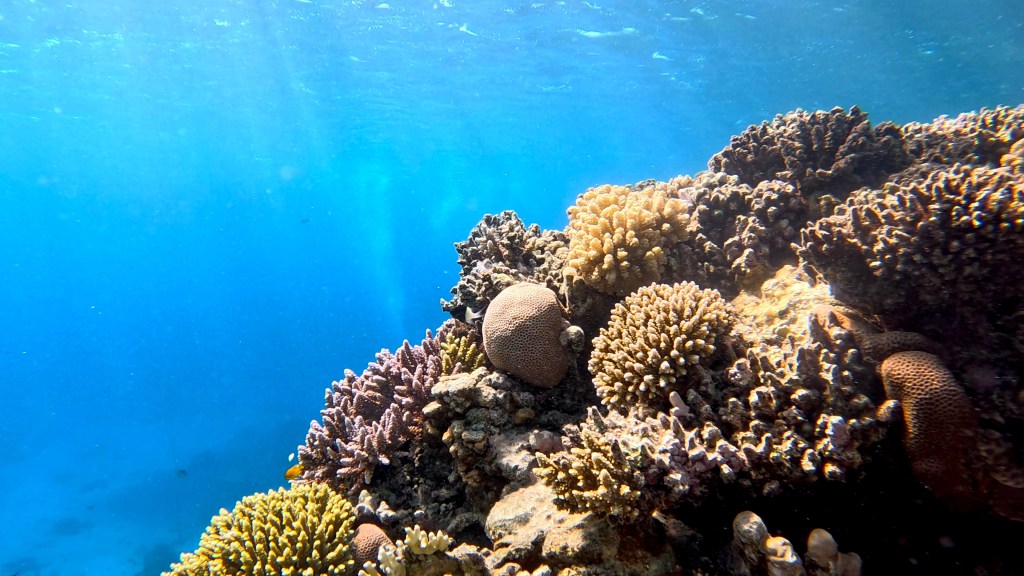 foto Ales Sulic SUBNET DIVING Tropical Corals and Sea Animals