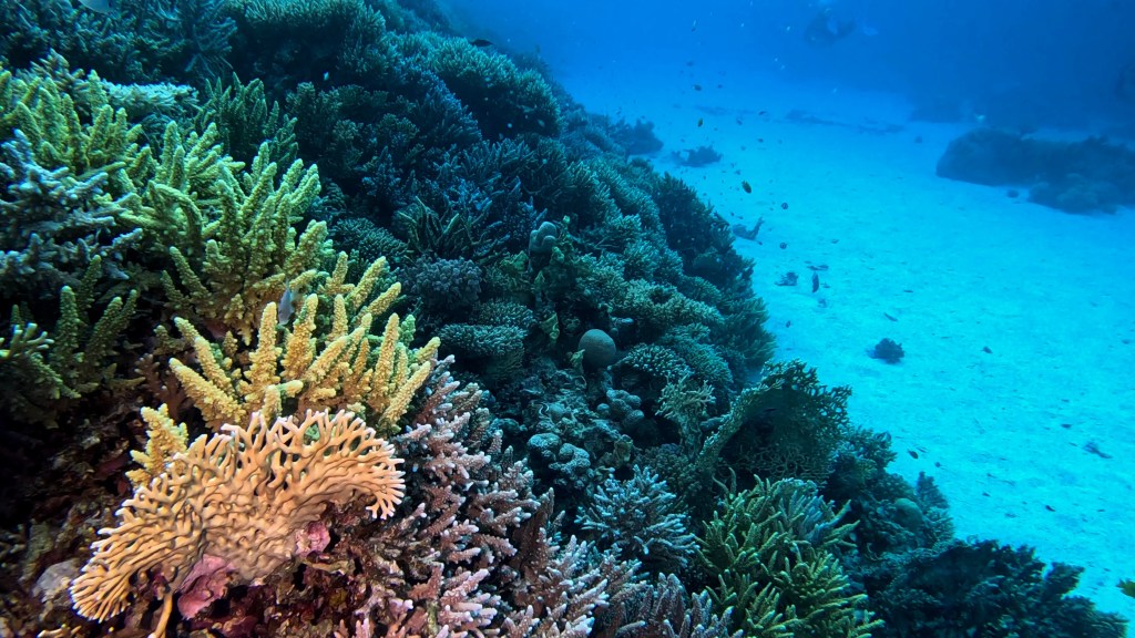 foto Ales Sulic SUBNET DIVING Tropical Corals and Sea Animals