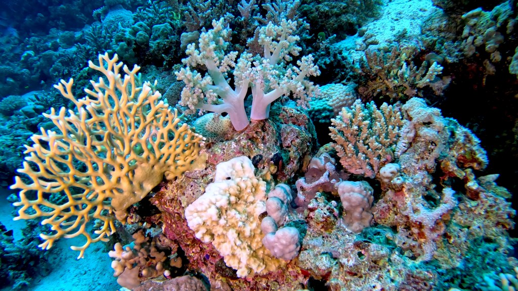 foto Ales Sulic SUBNET DIVING Tropical Corals and Sea Animals