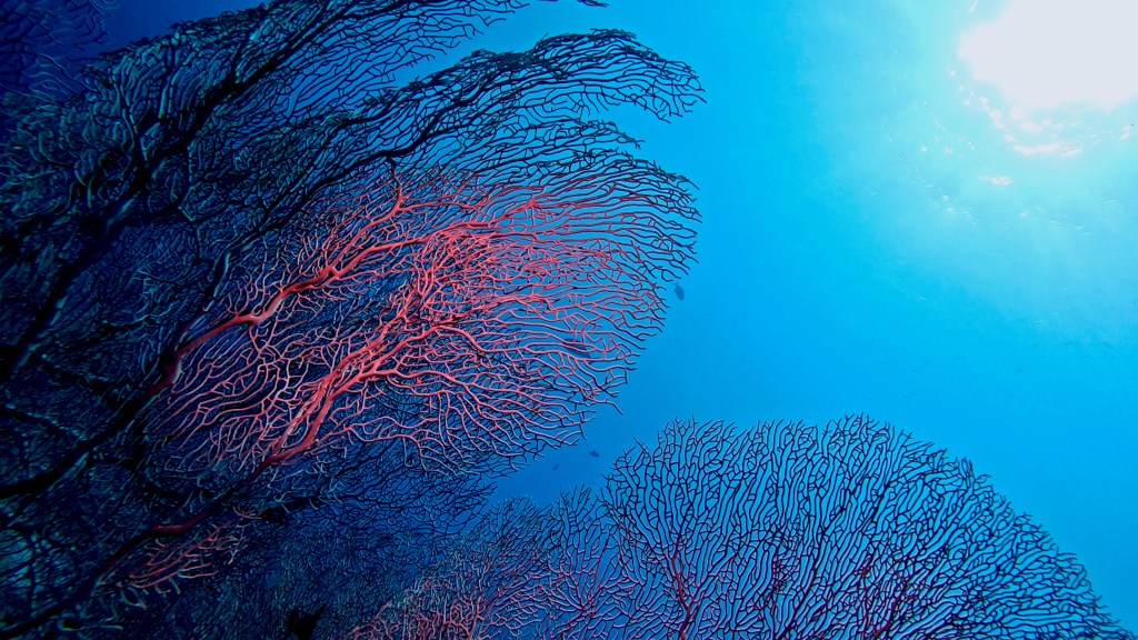 foto Ales Sulic SUBNET DIVING Tropical Corals and Sea Animals