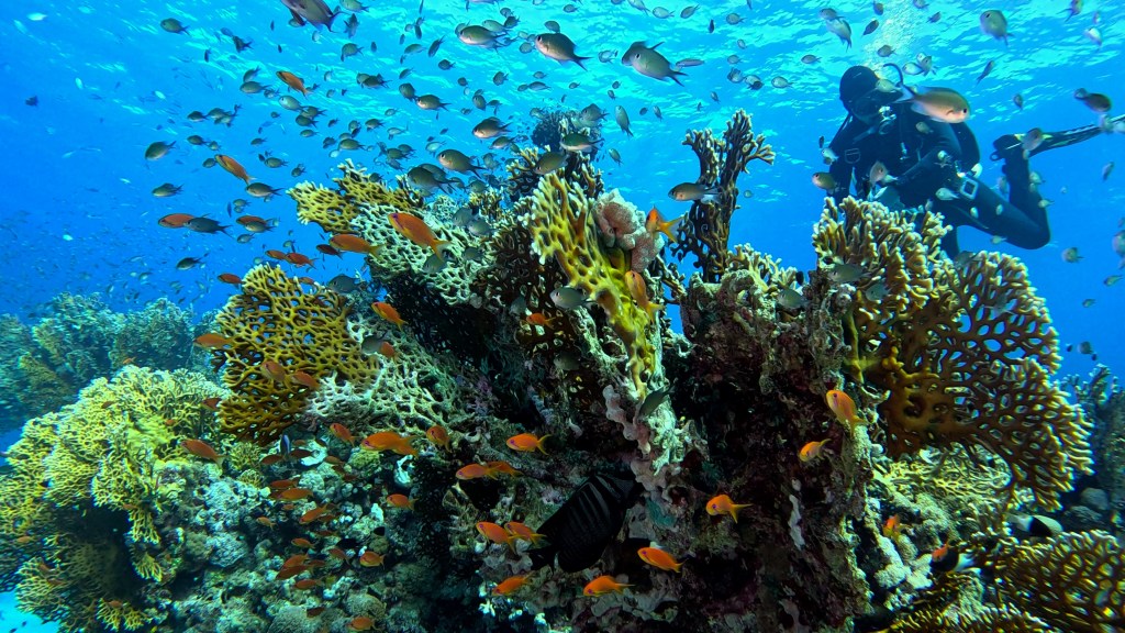 foto Ales Sulic SUBNET DIVING Tropical Corals and Sea Animals