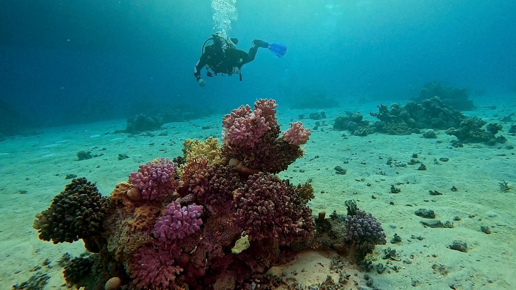 foto Ales Sulic SUBNET DIVING Tropical Corals and Sea Animals