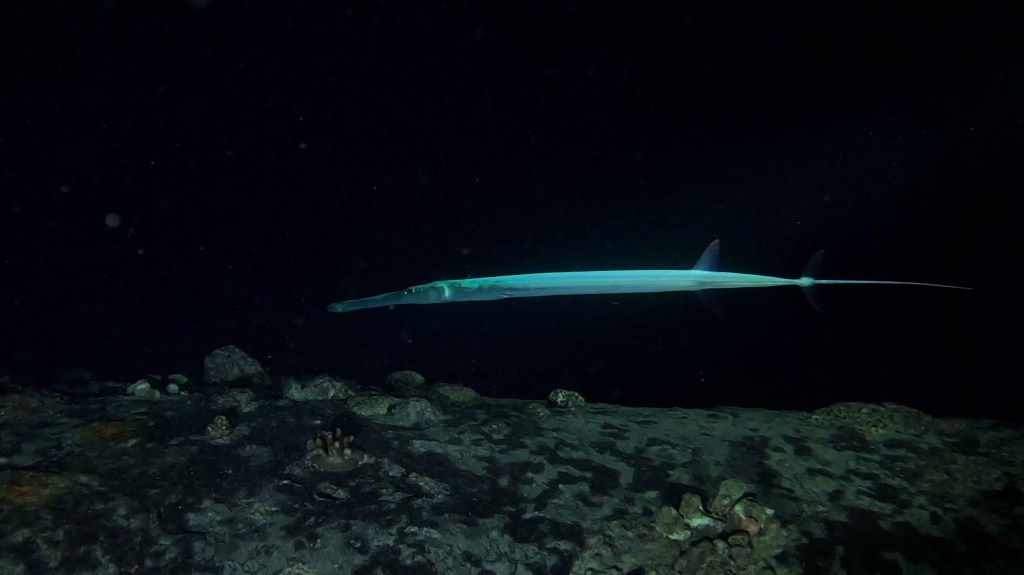 Cornet Fish - Fistularia commersonii - Rogata cevovka 
CORNET FISH RED SEA FISH foto Aleš Sulič