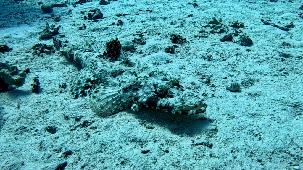 CROCODILE FISH RED SEA FISH foto Aleš Sulič