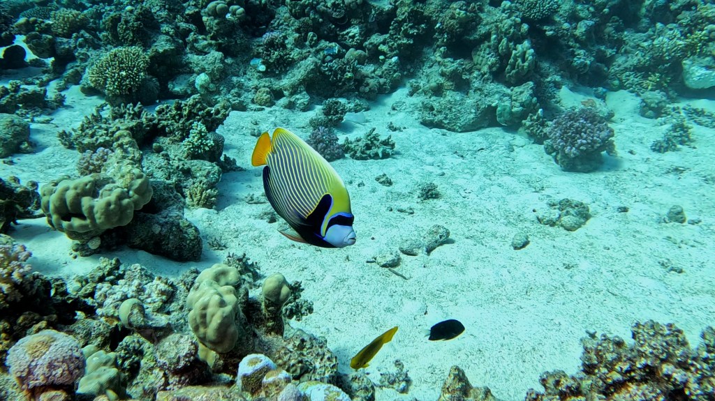 Emperor Angelfish - Pomacanthus imperator - Carska angelska ribica 
EMPEROR ANGELFISH 3 RED SEA FISH foto Aleš Sulič