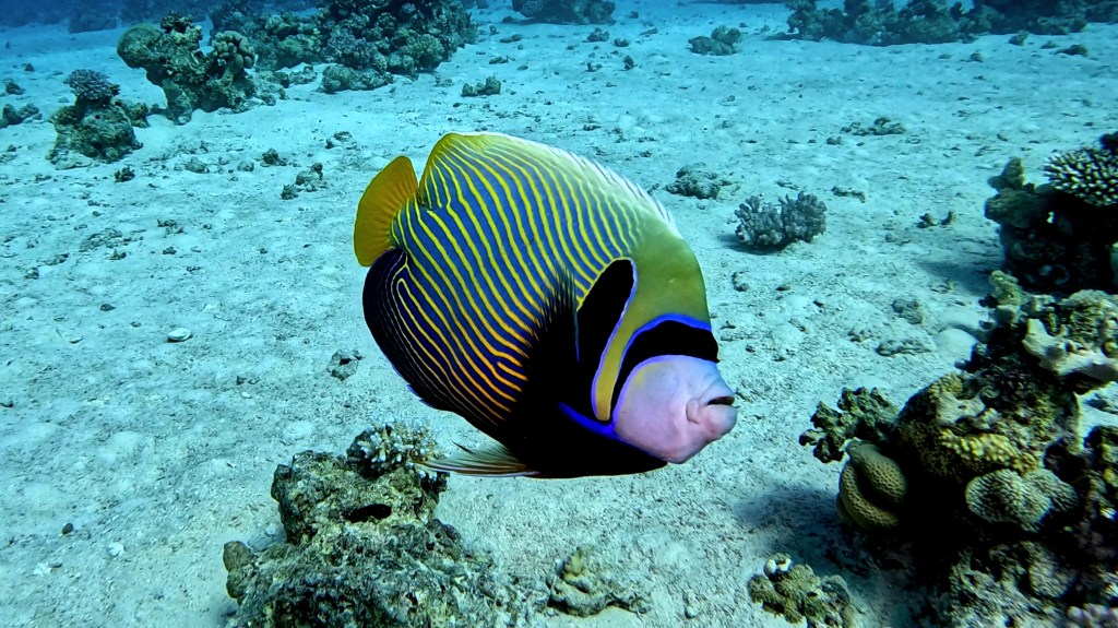 Emperor Angelfish - Pomacanthus imperator - Carska angelska ribica
EMPEROR ANGELFISH 3 RED SEA FISH foto Aleš Sulič
