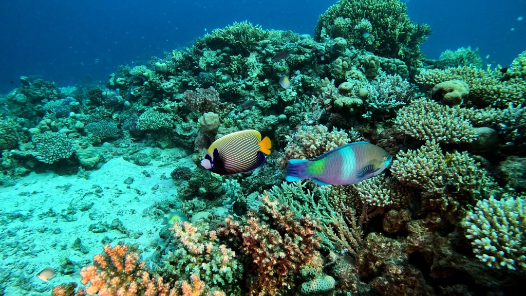 Emperor Angelfish - Pomacanthus imperator - Carska angelska ribica 
EMPEROR ANGELFISH 3 RED SEA FISH foto Aleš Sulič