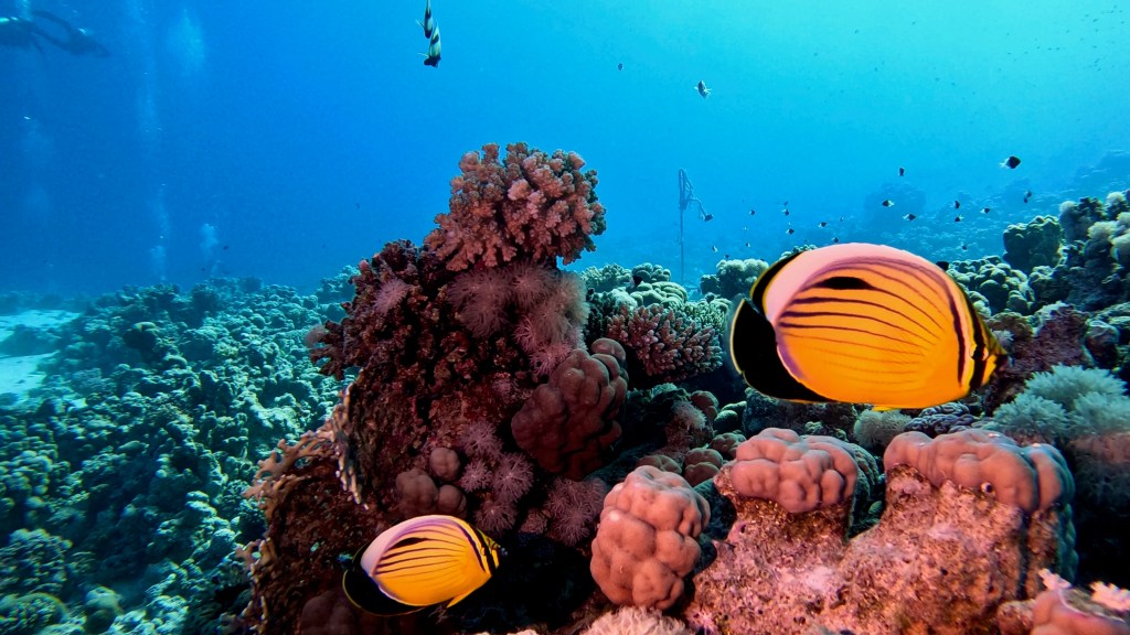 EXQUISITE butterfly fish RED SEA FISH foto Aleš Sulič