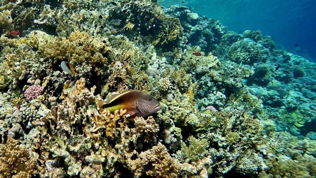 FRECKLED HAWKFISH RED SEA FISH foto Aleš Sulič