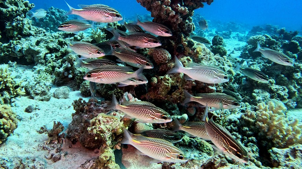 GHANAM SPINECHEEK FISH RED SEA FISH foto Aleš Sulič