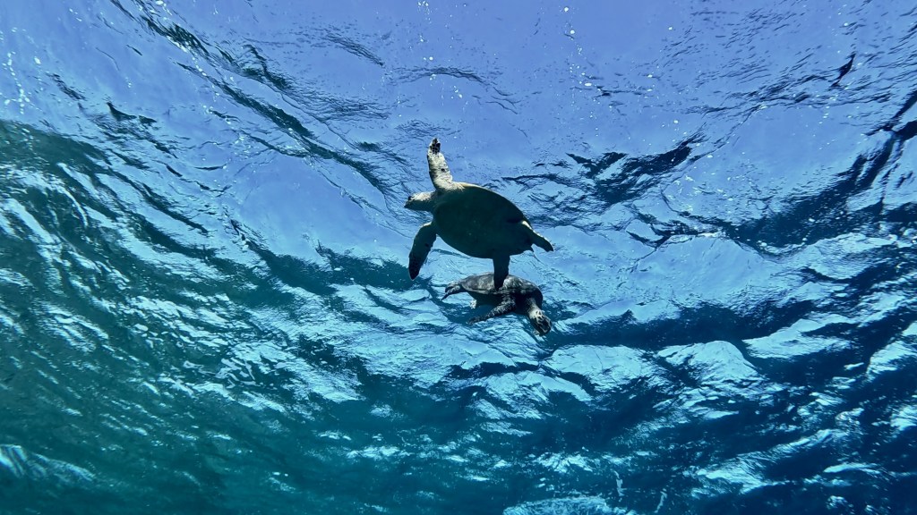 GREEN SEA TURTLE RED SEA FISH foto Aleš Sulič